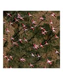 Thumbnail 5 de Guerlain Aqua Allegoria Rosa Rossa Eau de Toilette 125 ml