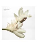 Thumbnail 3 de Hermès Twilly d'Hermès — Estuche de regalo 🎁