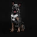 Thumbnail 1 de Hunter Divo Arnés para perro Reflectante M 56-73 cm