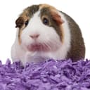 Thumbnail 3 de Kaytee Superpet Clean & Cozy cama para hámster 24,6 L 🐹