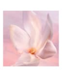 Thumbnail 3 de Lancôme Vanille Nude Eau de Parfum 50 ml