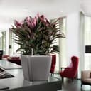 Thumbnail 3 de Lechuza 16149 Maceta Quadro Premium 28 LS 🌿 Kit Completo