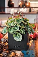 Thumbnail 6 de LECHUZA Canto Stone 14 Grafito Negro 14 cm 🪴