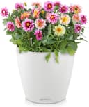 Thumbnail 6 de Lechuza Classico Color 43 macetero con riego 33 l