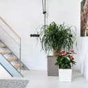 Thumbnail 3 de LECHUZA Cube Premium 30 Blanco 🌿