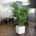 Thumbnail 7 de LECHUZA Cube Premium 40 Blanco Brillante 40 cm 🪴