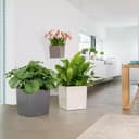 Thumbnail 8 de LECHUZA Cube Premium 40 Blanco Brillante 40 cm 🪴