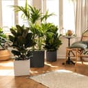 Thumbnail 2 de LECHUZA Cube Premium macetero 30 cm Antracita 🌿