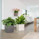 Thumbnail 3 de Lechuza Premium Cubeta de Plantado Cerrada 🪴 50x50x50cm Blanco
