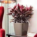 Thumbnail 3 de Lechuza Quadro Premium LS 28 28 cm blanco brillante 🪴