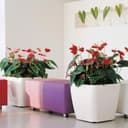 Thumbnail 1 de Lechuza Quadro Premium macetero 50 cm