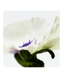 Thumbnail 2 de LOEWE Agua Drop Eau de Parfum 50 ml