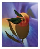 Thumbnail 2 de LOEWE Solo Elixir Eau de Parfum 100 ml