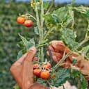 Thumbnail 1 de Relaxdays Bindeschlauch para plantas 50 m x 3 mm 🌿