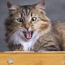 Thumbnail 2 de Relaxdays Comedero doble de bambú y cerámica 29,5 cm 🐶