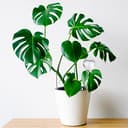 Thumbnail 1 de Relaxdays 9 Globos de riego 250 ml para plantas 🌿