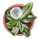 Thumbnail 4 de Relaxdays 9 Globos de riego 250 ml para plantas 🌿