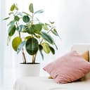 Thumbnail 5 de Relaxdays 9 Globos de riego 250 ml para plantas 🌿