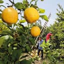 Thumbnail 2 de Weleda Aceite Corporal Refrescante Citrus 100 ml 🧴