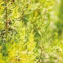 Thumbnail 2 de Weleda Loción Capilar Revitalizante Romero 100 ml 💇♀️