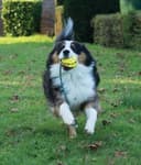 Thumbnail 7 de Zeus Nitro Pelota con cuerda, 9,2 cm 🐶