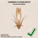 Thumbnail 2 de 20-Pack Clothes Moth Monitoring Pads refill for wardrobes 🧴