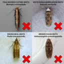 Thumbnail 3 de 20-Pack Clothes Moth Monitoring Pads refill for wardrobes 🧴