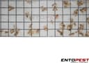 Thumbnail 1 de Entopest 10-Pack Clothes Moth Monitoring Traps 🪰