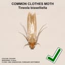 Thumbnail 3 de Entopest 10-Pack Clothes Moth Monitoring Traps 🪰
