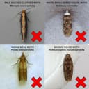 Thumbnail 4 de Entopest 10-Pack Clothes Moth Monitoring Traps 🪰