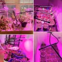 Thumbnail 5 de Garpsen Grow Light 2-head LED clip lamp 🌱