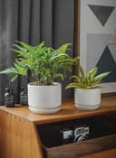 Thumbnail 1 de LE TAUCI Ceramic Plant Pots set with drainage 11 cm 🌱