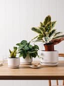 Thumbnail 6 de LE TAUCI Ceramic Plant Pots set with drainage 11 cm 🌱