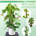 Thumbnail 1 de Moss Pole 173 cm 6-Pack coir climbing poles 🌿