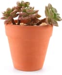 Thumbnail 3 de T4U 6.5cm Terracotta Plant Pots 12 Pcs 🌱