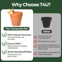 Thumbnail 5 de T4U 6.5cm Terracotta Plant Pots 12 Pcs 🌱