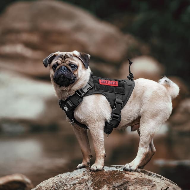 Detalle 2 de OneTigris Fire Watcher – harnais tactique pour chien Molle noir (taille XS) avec poignée et anneaux en D