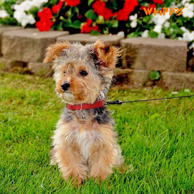 Thumbnail 5 de WHIPPY Leather Dog Collar 18.9in