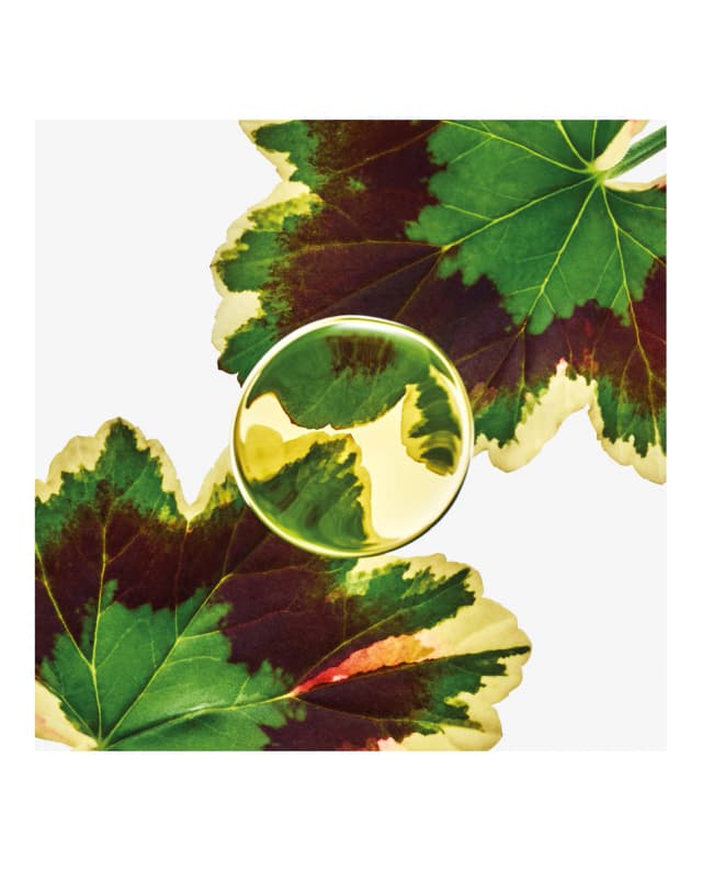 Thumbnail 2 de LOEWE Eau de Parfum Esencia Elixir Loewe