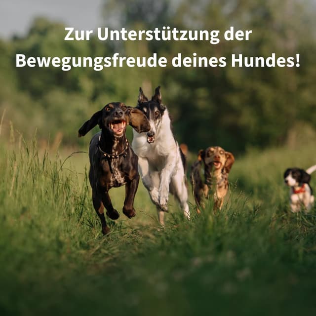 Detalle 2 de Mighty Pets GELENK Plus Pulver für Hunde (bis 125 Portionen) mit Grünlippmuschel, MSM & Kurkuma