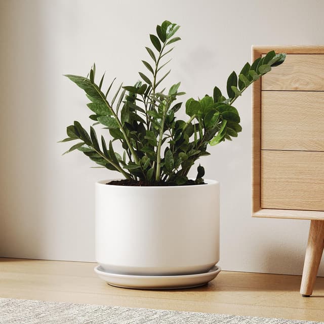 Thumbnail 6 de LE TAUCI 30 cm Plant Pot for Indoor Plants