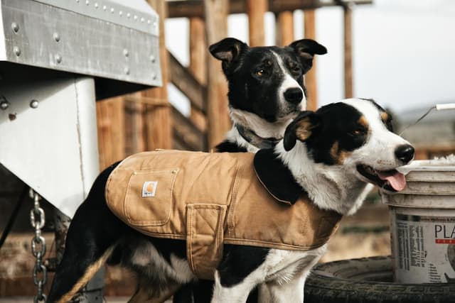 Thumbnail 5 de Carhartt Manteau de corvée pour chien