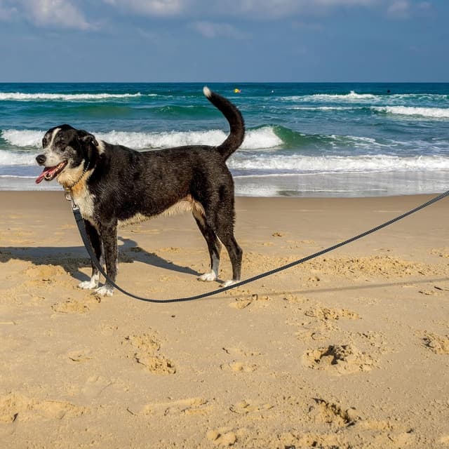 Thumbnail 6 de Wolfone Long Line Dog Lead 10m with padded handle ๐