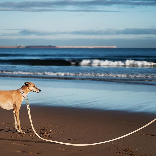 Thumbnail 6 de Wisedog Schleppleine für Hunde (Übungsleine), wasserabweisend, 3 m, beige