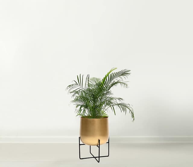 Thumbnail 2 de Olly & Rose Gold Plant Pot with Black Stand