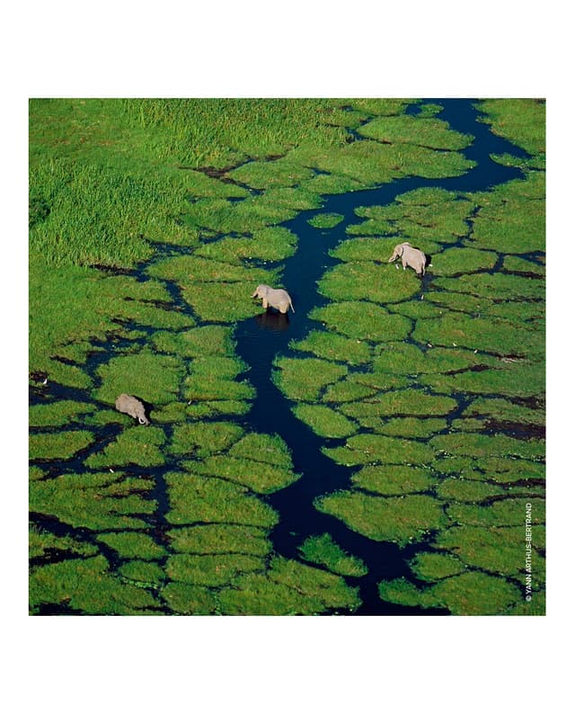 Thumbnail 5 de Guerlain Aqua Allegoria Nerolia Vetiver 125 ml — eau de toilette