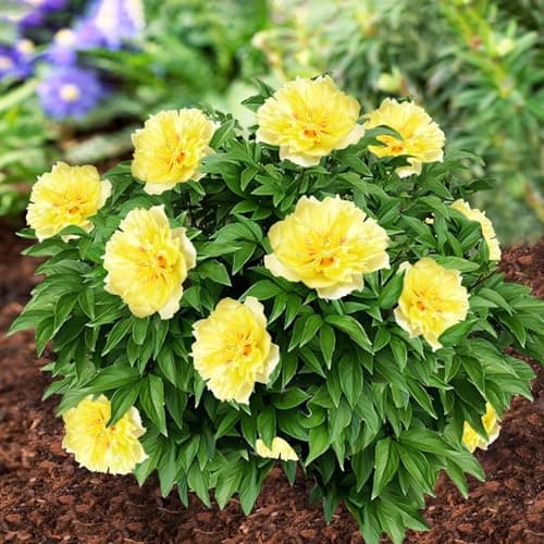 Imagen de Pivoine Itoh Yellow Passion à planter ⚙ en OfertitasTOP