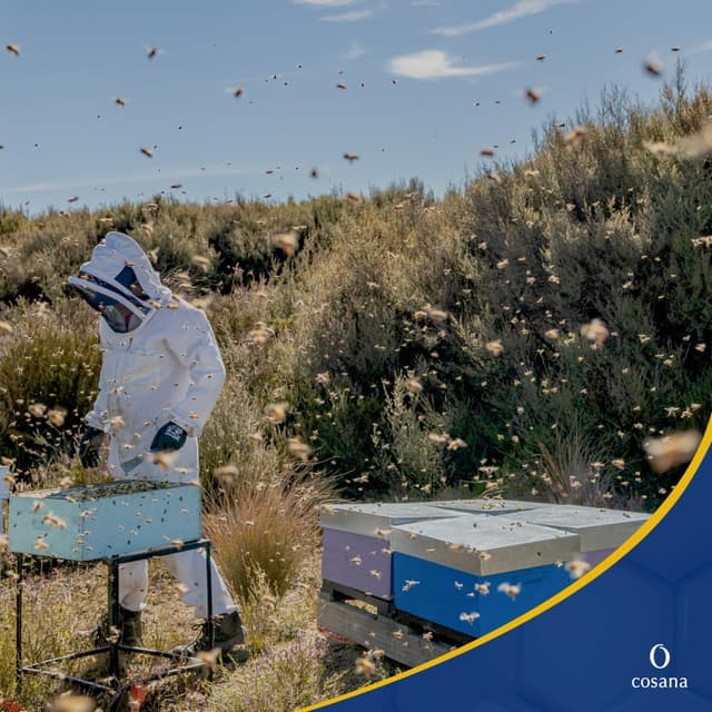 Thumbnail 4 de Cosana Miel de Manuka 550 MGO 250g