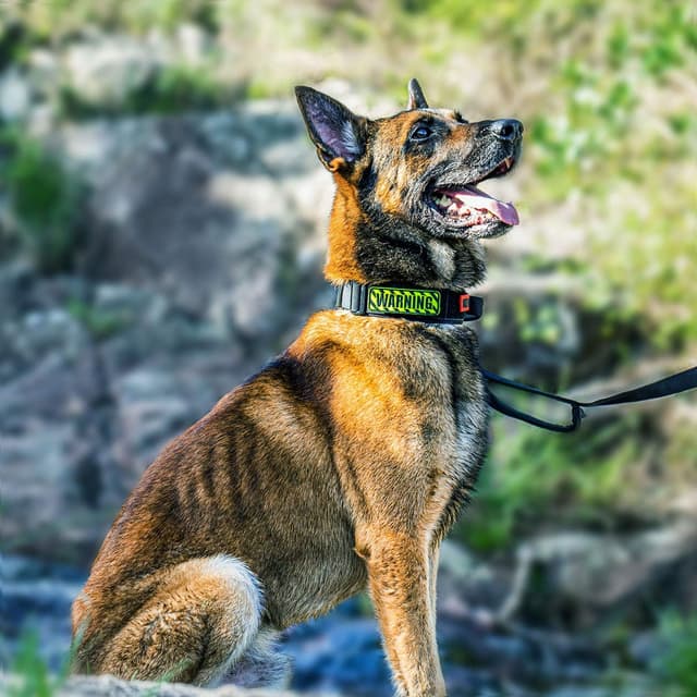 Detalle 2 de OneTigris Tactical Dog Collar with Handle (Large, Black) – adjustable nylon military-style collar for training