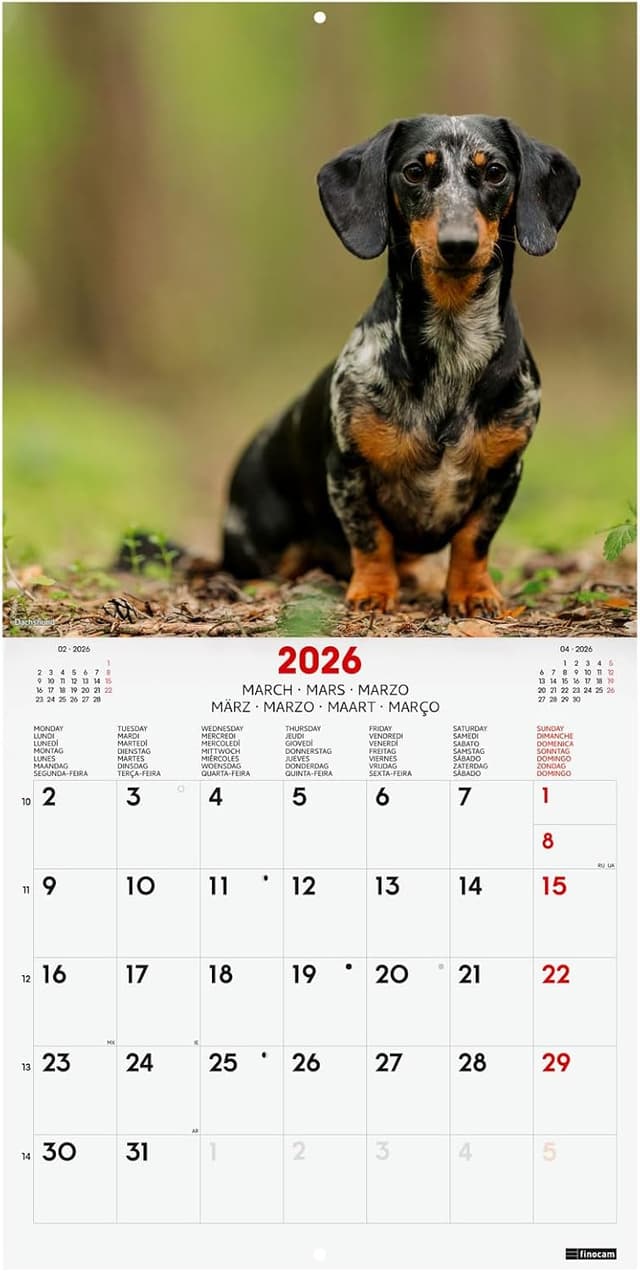 Detalle de Finocam Calendrier mural 2026 30 x 30 cm – 1 mois par page (janvier-décembre 2026 + sept.-déc. 2025)